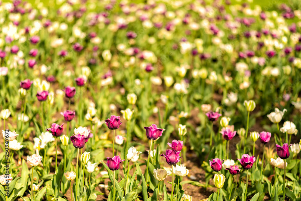 blühende Tulpen im Frühling blühende Tulpen im Frühling