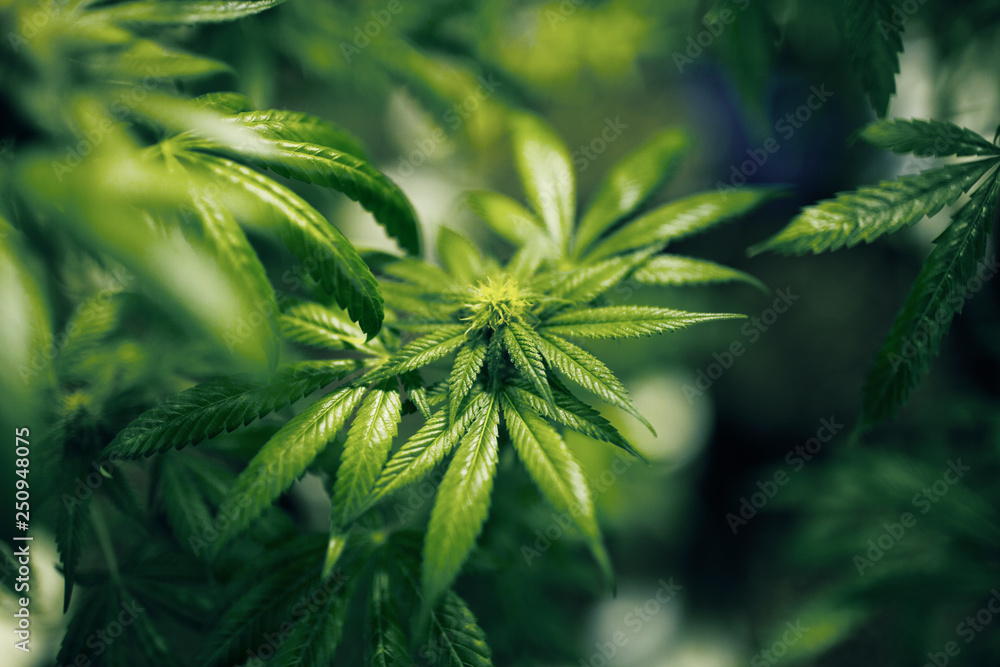 Close up of cannabis Close up of cannabis