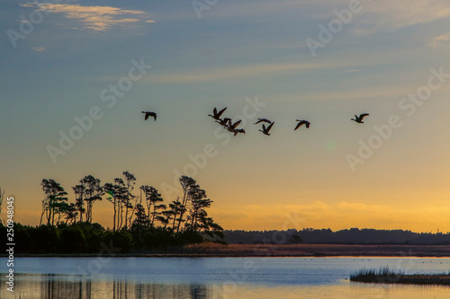 Black duck Marsh