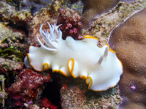 White Nudibranch Underwater on Coral Reef