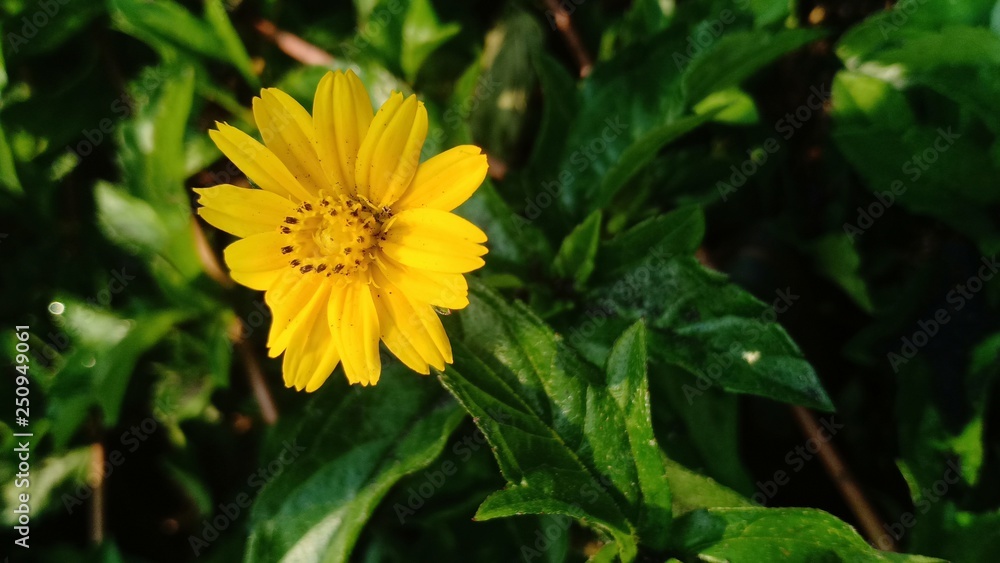Yellow flower blooming volume 9963325887 Yellow flower blooming volume 9963325887