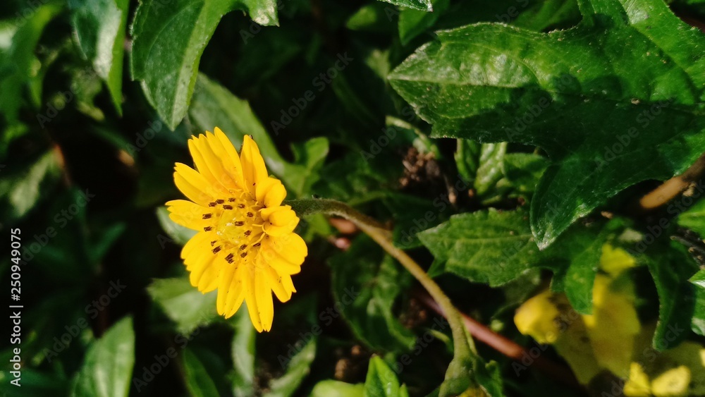 Yellow flower blooming volume 65555 Yellow flower blooming volume 65555
