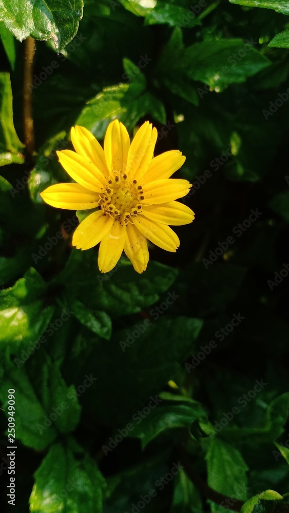 Yellow flower blooming volume 99555566 Yellow flower blooming volume 99555566