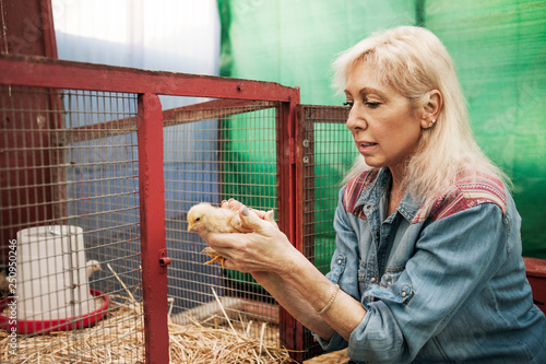 Woman holding chick in hands,  photo