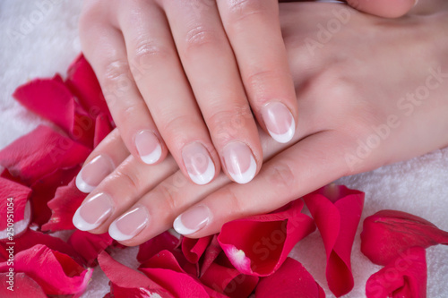 French nails manicure on young girl hands. Hands of girl is on red rose petals in beauty studio. Beauty and Manicure concept. Close up  selective focus