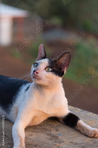 cat with yellow eyes © Gao
