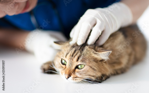 Fototapeta Naklejka Na Ścianę i Meble -  vet doctor cleaning cat's ears in clinic