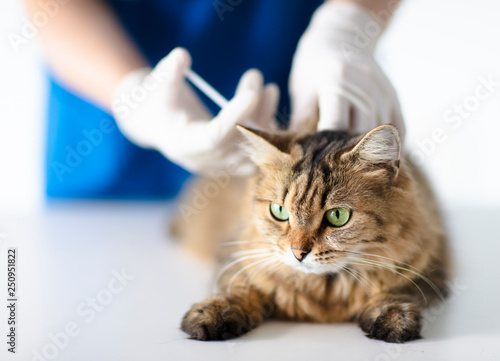 Veterinarian at vet clinic giving injection  cat photo