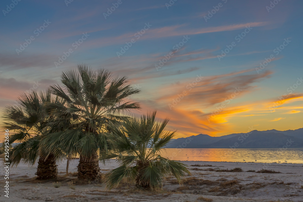 Palm Trees at Salton Sea, California