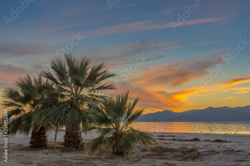 Fototapeta Naklejka Na Ścianę i Meble -  Palm Trees at Salton Sea, California