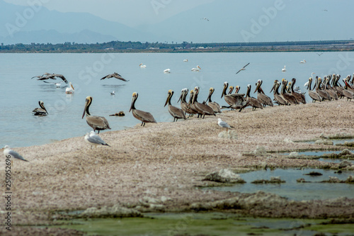 Pelicans Along Shore at Salton Sea