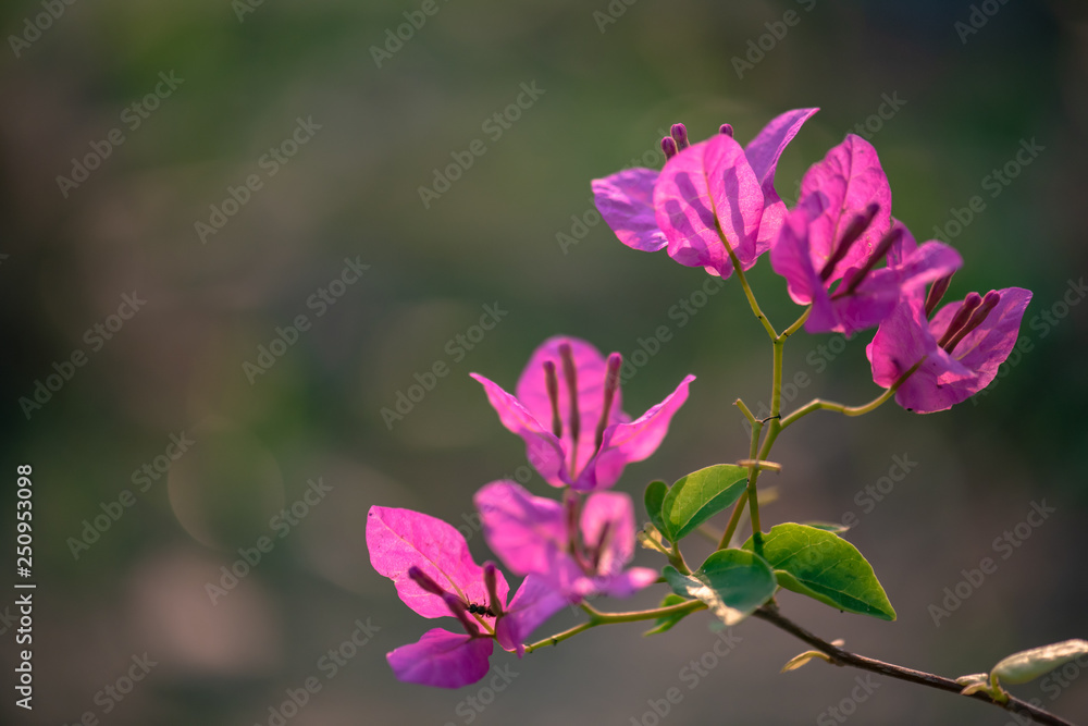 violet flowers,select focus. violet flowers,select focus.