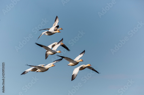 snow goose, Chen caerulescens