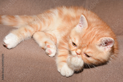 Little kitten exotic breed color red marble lying on the couch 