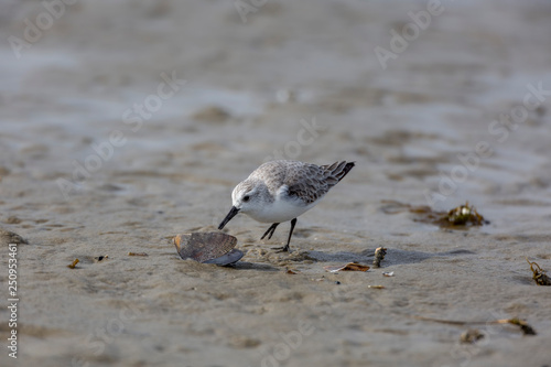 sanderling, Calidris alba, sanderlings, birds