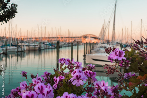 Pink Flowers Harbour Bridge Auckland New Zealand © MartinJames