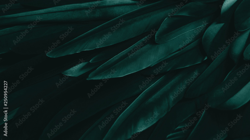 Exotic texture feathers background, closeup bird wing. Dark green feathers  for design and pattern. Stock Photo