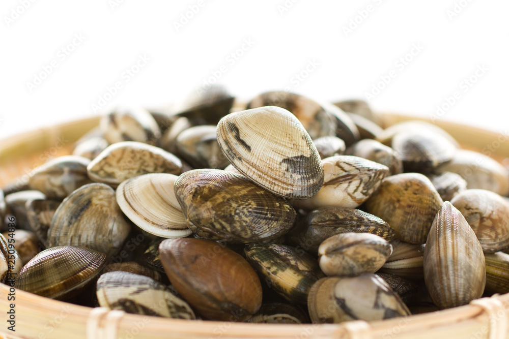 Japanese littleneck, clam (ASARI) Japanese littleneck, clam (ASARI)