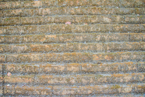 Dry gray moss on brick wall background. Old wall and grey mossy background.