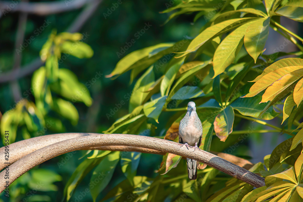 Dove on a branch background green leaves in the garden. Dove on a branch background green leaves in the garden.