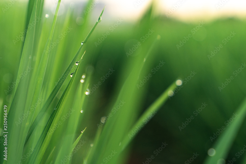 Fototapeta premium drops of morning dew on young grass shoots. rice cultivation. rice field. young rice