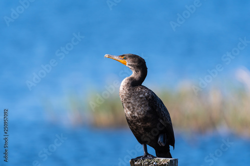 Perched Cormorant looking for food © Michael