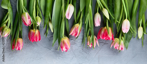 Fresh tulip flowers