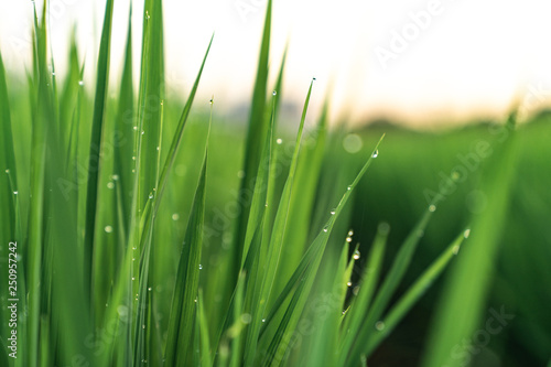 drops of morning dew on young grass shoots. rice cultivation. rice field. young rice