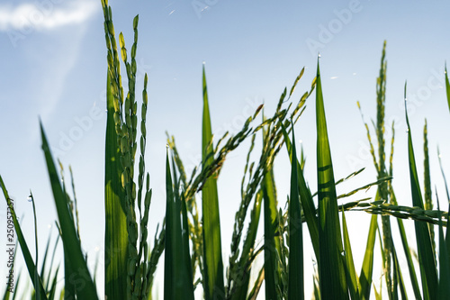 young green stalks of rice on a blue sky background
