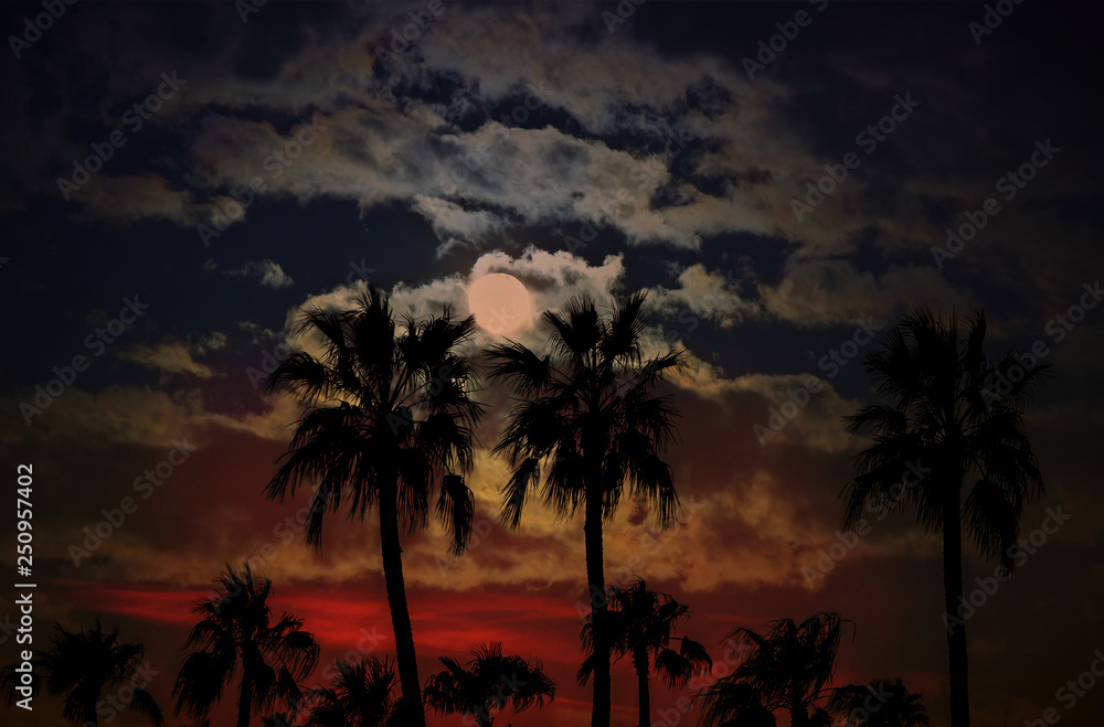 Arizona sunset with silhoutte pal trees against a sky and moon clouds background