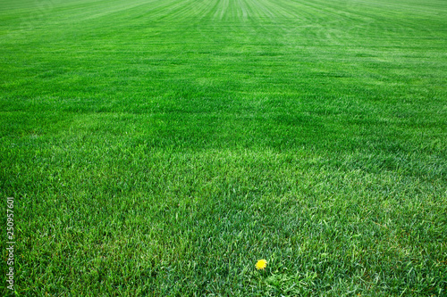 Large field of green grass  photo