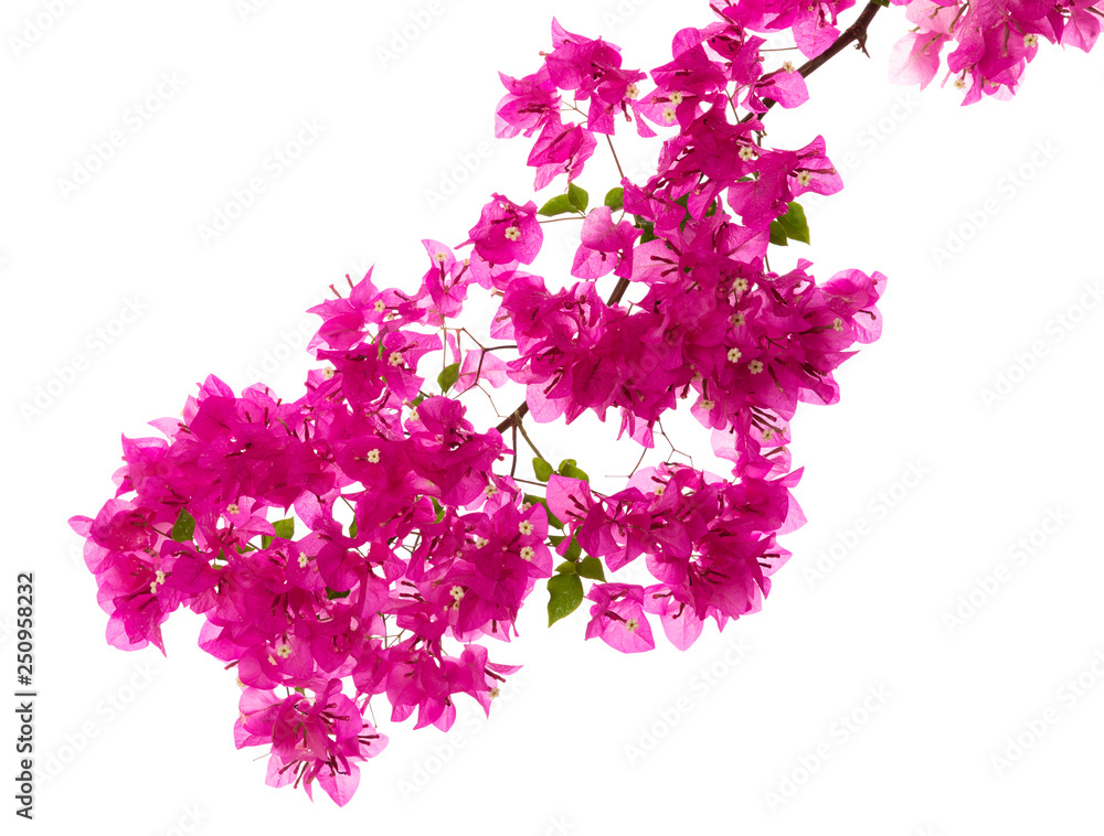bougainvilleas isolated on white background bougainvilleas isolated on white background