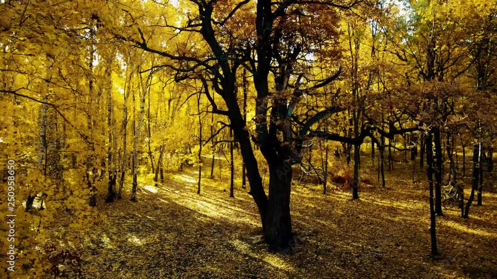 Cyclists in the autumn forest Cyclists in the autumn forest