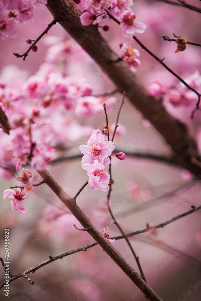 View of cherry blossom 