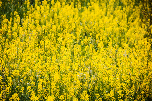 patch of yellow wild flowers in a field