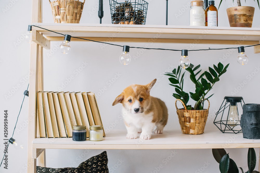 Puppy with amusing ears play on bookshelf.
