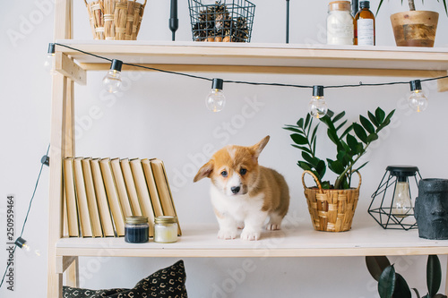 Obraz na płótnie Puppy with amusing ears play on bookshelf. w salonie