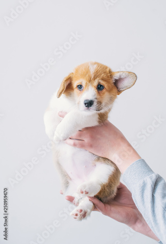 Cute puppy of Welsh Corgi Pembroke in owner hands. © Irina84