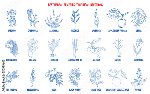 Best herbal remedies for fungal infections