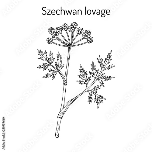 Szechwan lovage ligusticum wallichii , medicinal plant photo