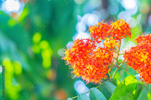 Colorful orange and yellow blooms of Saraca asoca (Saraca indica Linn) flowers on tree. Saraca indica Linn also known as asoka-tree, Ashok or simply Asoca. It is important tree in traditions of India. photo