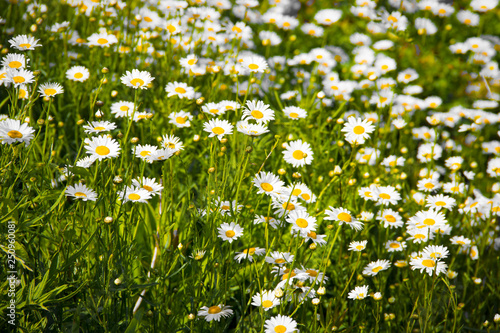 daisy flower patch in a field