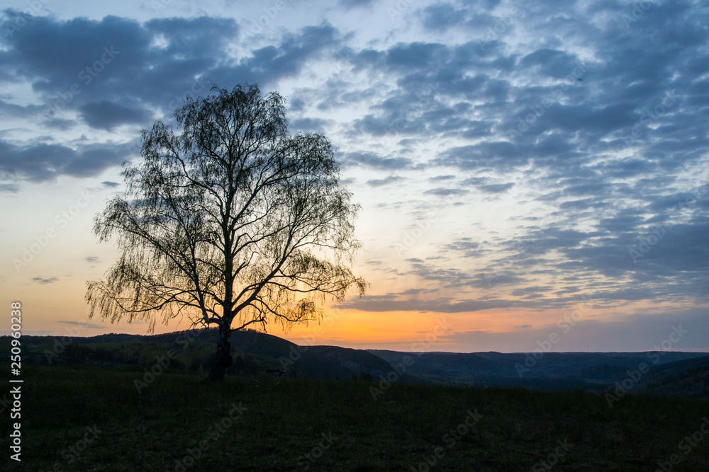 a lonely tree in the rays of the rising sun on the background of a mountain gorge