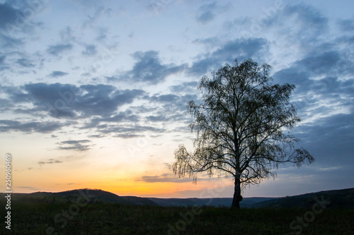 a lonely tree in the rays of the rising sun on the background of a mountain gorge