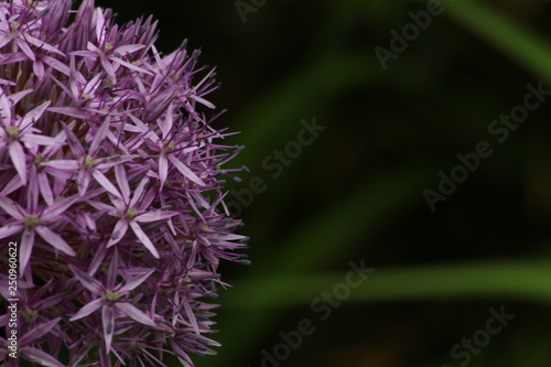 Blume