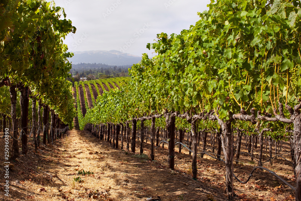 Low angle view along vineyard row Low angle view along vineyard row