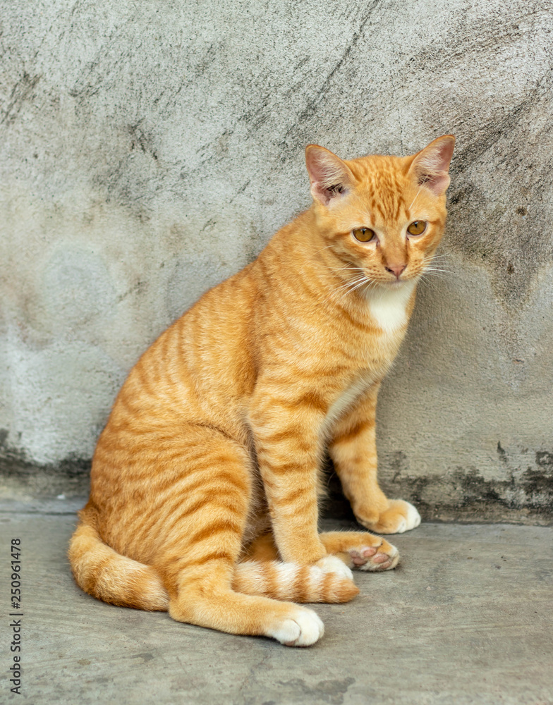 Orange striped cat a cat whose fur is mottled or streaked with dark stripes lie about On the ground In the garden. Orange striped cat a cat whose fur is mottled or streaked with dark stripes lie about On the ground In the garden.