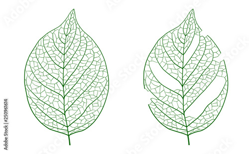 Leaf worm-eating illustration set