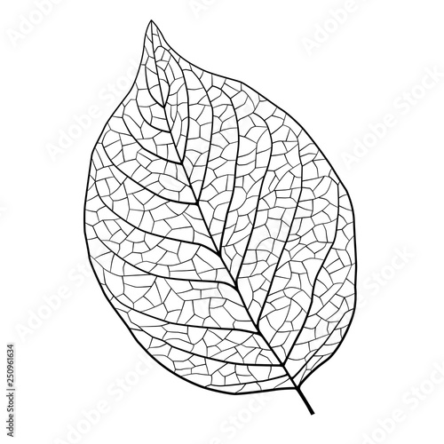Leaf vein illustration material