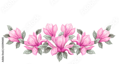 Hand drawn painting watercolor pencils and paints pink magnolia flowers isolated on white background